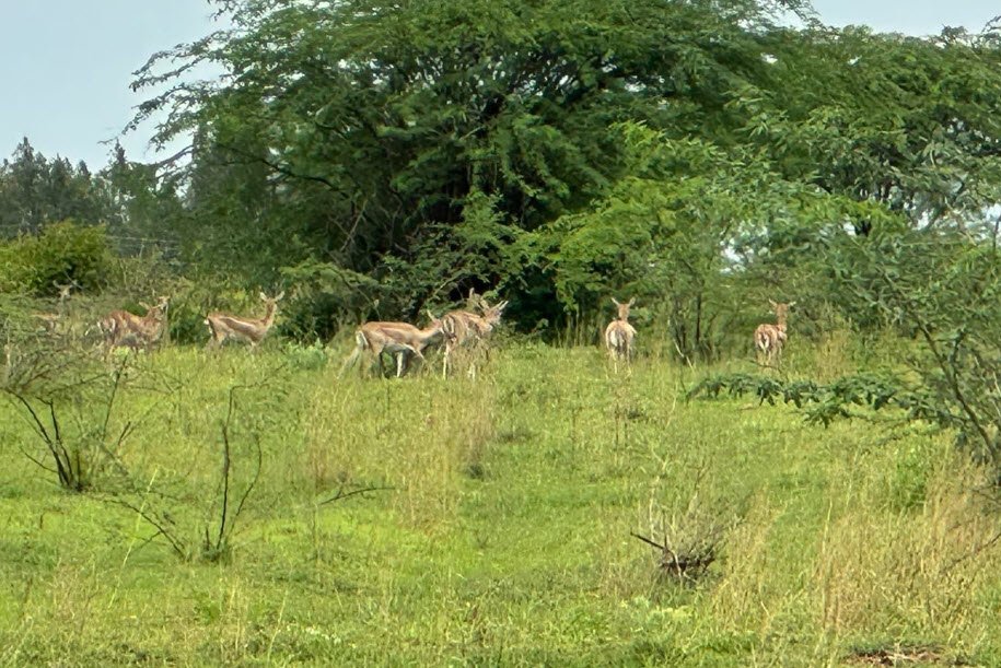 Thimlapura Wildlife Sanctuary, Tumakuru (Tumkur), Karnataka - Vushii.com